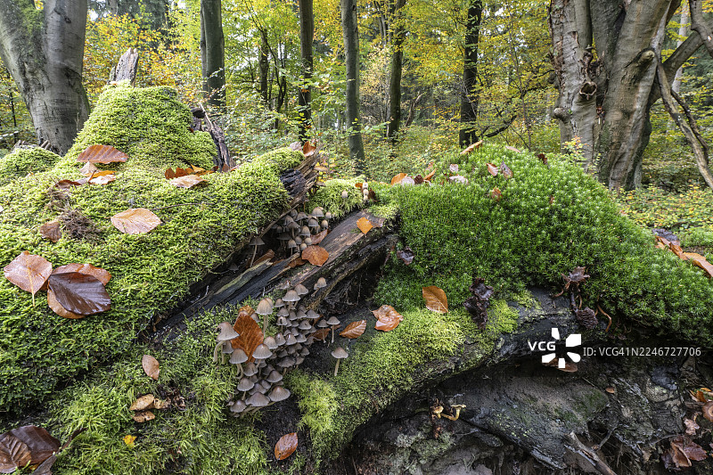 德意志联邦共和国下萨克森州埃姆斯兰地区的海尔明格菌（Mycena）图片素材