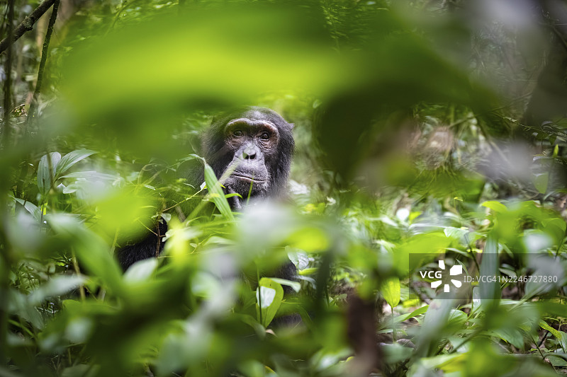 黑猩猩（黑猩猩），一只雄性正在地上若有所思地看着，在乌干达基巴莱国家公园的绿色丛林中，营造出一种沉思的氛围图片素材