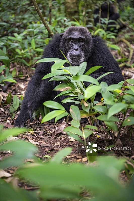 黑猩猩（黑猩猩），雄性在地上，位于乌干达基巴莱国家公园的丛林中图片素材
