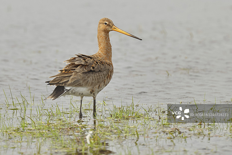在沼泽的浅水中奔跑的黑尾凫（Limosa limosa），鹬鸟，野生动物，自然摄影，牛沼，杜默湖，许德，下萨克森，德国图片素材