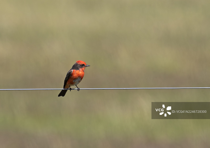 朱红鹟图片素材