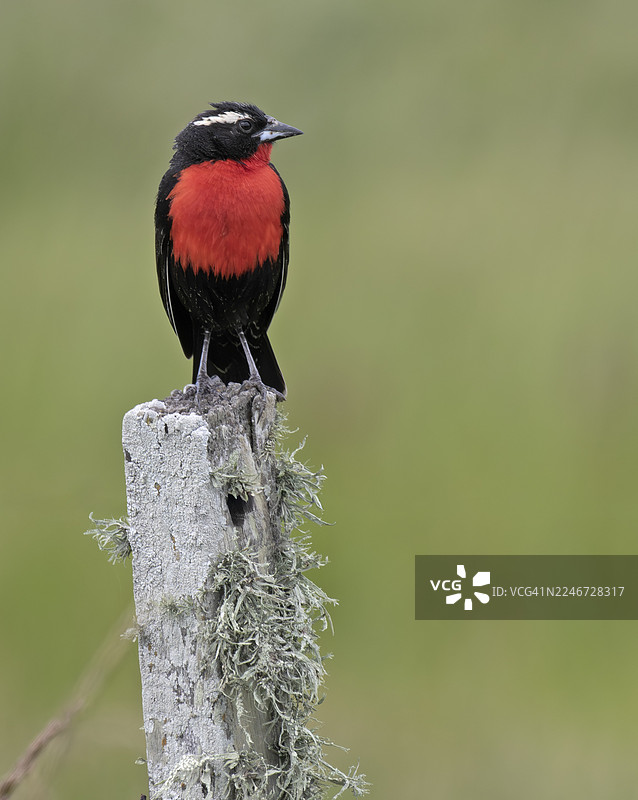 白眉草鹀图片素材