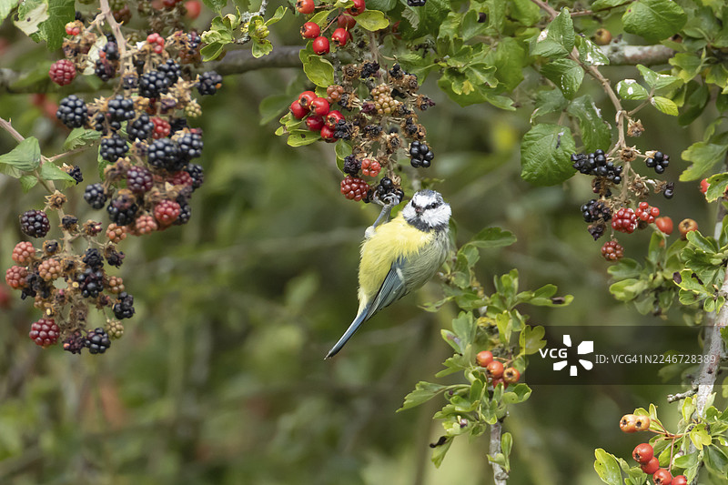 英国夏日，蓝冠山雀（Cyanistes caeruleus）成鸟在树篱上采食黑莓图片素材