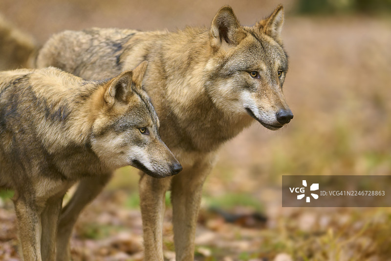 两只灰狼（Canis lupus）并排站立，紧张地看向一个方向，拍摄于德国图片素材