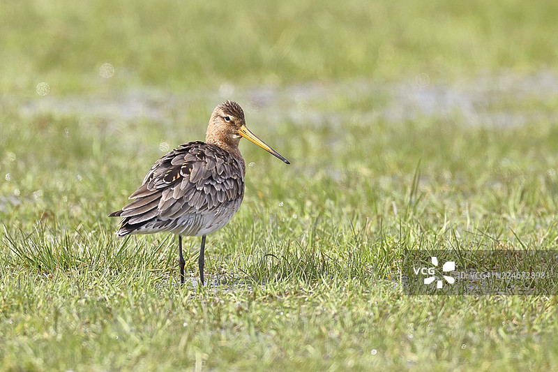 黑尾凫在荒野湖畔奔跑，鹬鸟，野生动物，自然摄影，牛荒野，杜默湖，许德，下萨克森，德国图片素材