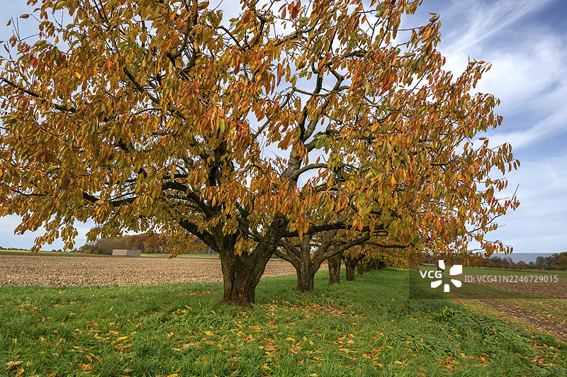 秋季色彩的樱桃树(Prunus avium),德国巴伐利亚州上弗兰肯地区卡尔斯贝格图片素材