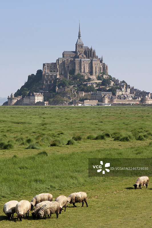 法国诺曼底的圣米歇尔山与羊图片素材