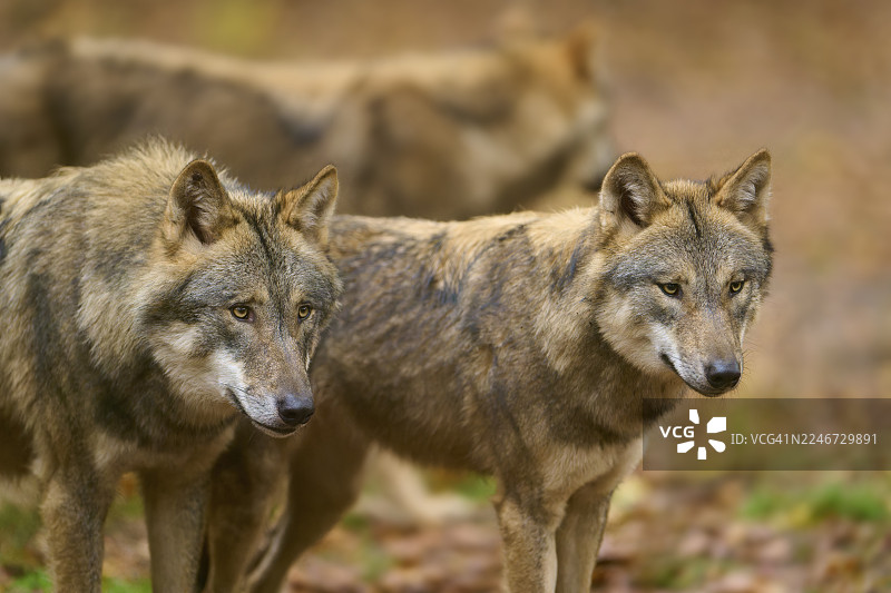 两只狼紧密地站在一起，警惕地观察着，狼（犬科），德国图片素材