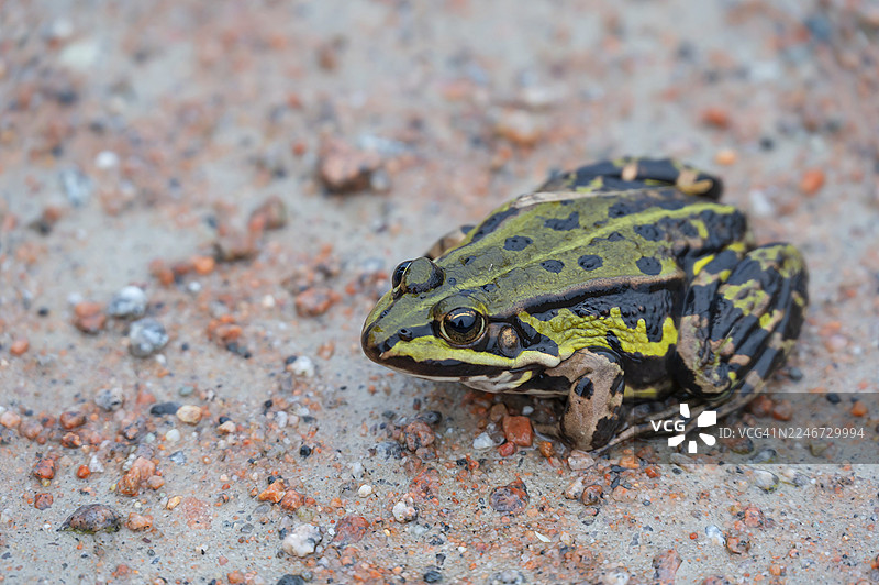 德国梅克伦堡-前波美拉尼亚州达斯地区,一只食用蛙(Pelophylax esculentus)在小路上图片素材
