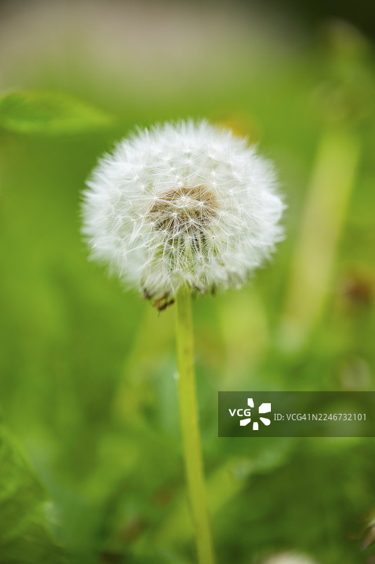 蒲公英（Taraxacum officinale）种子，特写，德国巴伐利亚图片素材