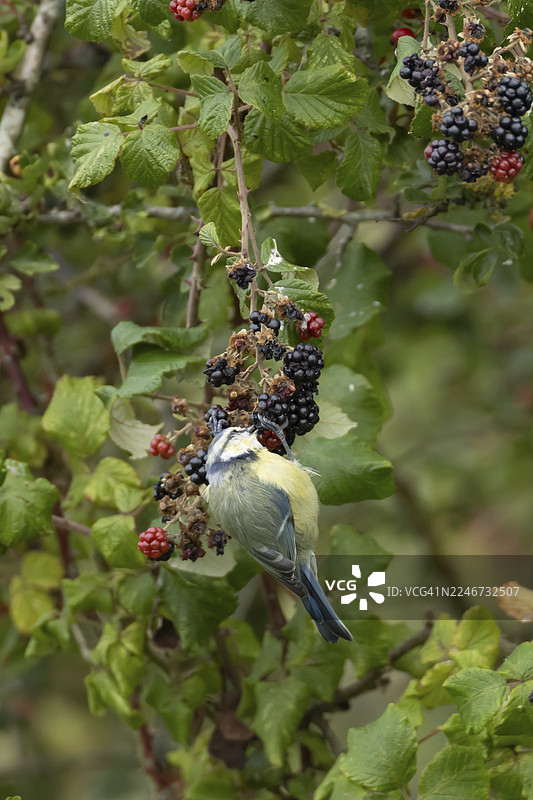 蓝冠山雀（Cyanistes caeruleus）成鸟在夏季的树篱上采食黑莓，位于英国英格兰。图片素材