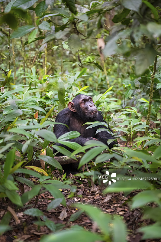 黑猩猩（黑猩猩），雄性在地上，位于乌干达基巴莱国家公园的丛林中图片素材