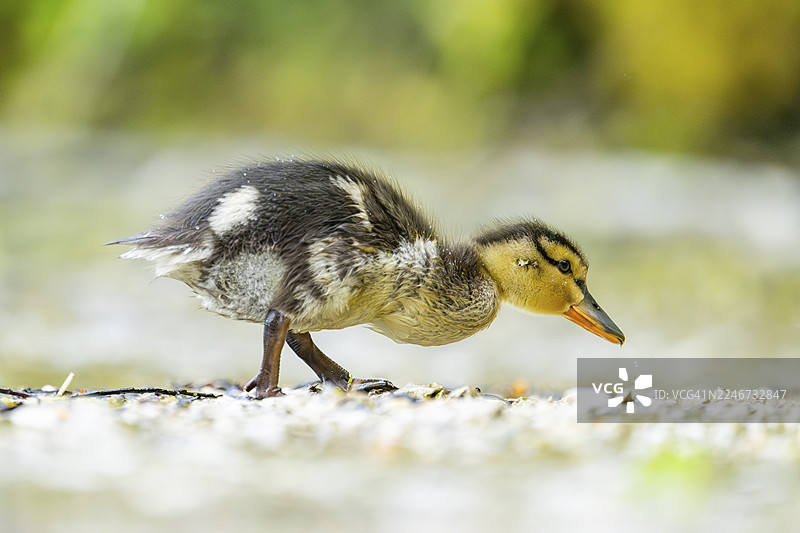 一只野鸭（Anas platyrhynchos）雏鸟站在德国巴伐利亚州一个小湖的岸边图片素材