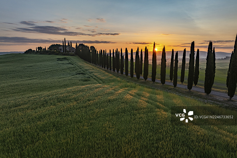 日出时，位于意大利锡耶纳省基安奇安诺泰尔梅附近波焦科维利庄园的柏树巷（柏树）图片素材