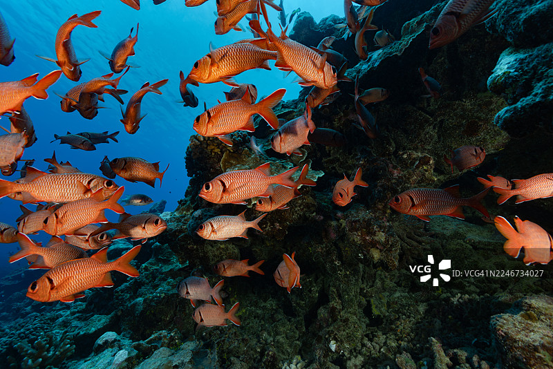 成群的红衣主教鱼 Myripristis berndti，图海阿瓦通道，迪亚霍托阿环礁，法属波利尼西亚图片素材
