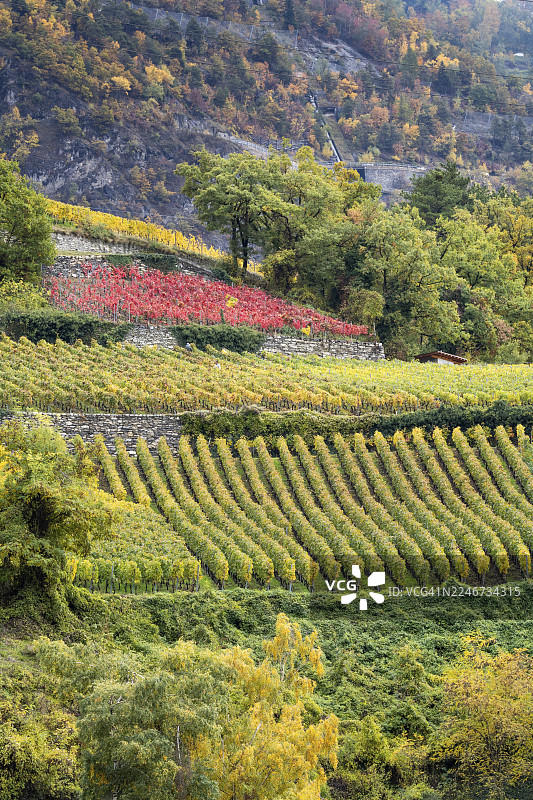 秋日色彩斑斓的梯田葡萄园，黄色、橙色和红色。罗讷河谷，瓦莱州，瑞士图片素材