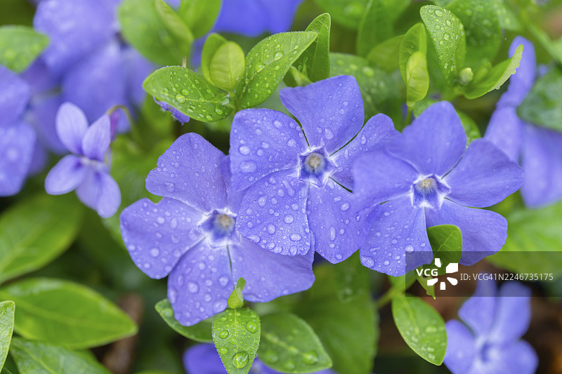 小蔓长春花（Vinca minor），开花，下萨克森州，德国图片素材