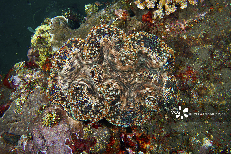 一只异域巨蚌，即砗磲（Tridacna squamosa），栖息在色彩斑斓的土壤上，周围环绕着其他海洋生物。地点：美国自由号沉船潜水点，图兰本，巴厘岛，印度尼西亚图片素材