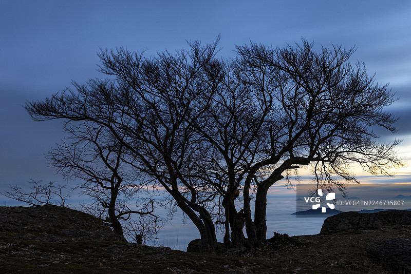 逆温天气，雾，黎明，秋季，施瓦本汝拉布赖滕施泰因奥克森旺的树，巴登符腾堡，德国图片素材