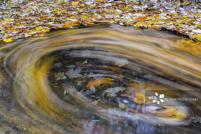 欧洲七叶树(Acer)马栗亚科(Hippocastanoideae)的叶子,秋季,唐塔尔,古腾堡,士瓦本汝拉山,巴登-符腾堡州,德国图片素材
