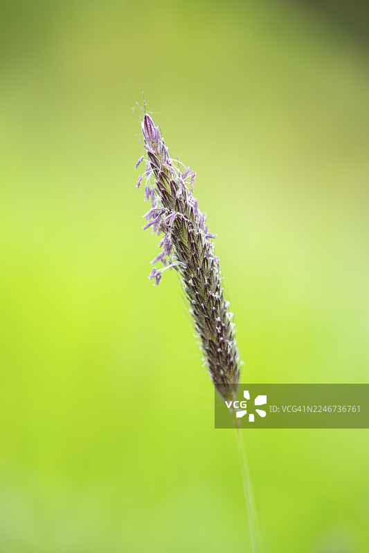 春天，德国巴伐利亚的狐尾草（Alopecurus pratensis）正在开花图片素材