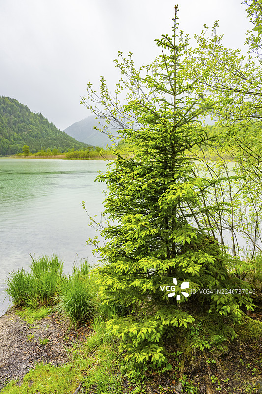 春季雨天，挪威云杉（Picea abies）树生长在奥地利萨尔茨卡默古特地区奥芬湖（Lake Offensee）旁。图片素材