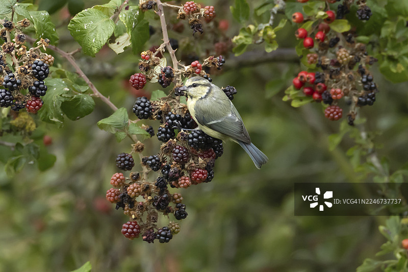 英国夏季，一只成年蓝冠山雀（Cyanistes caeruleus）在树篱上采集黑莓图片素材