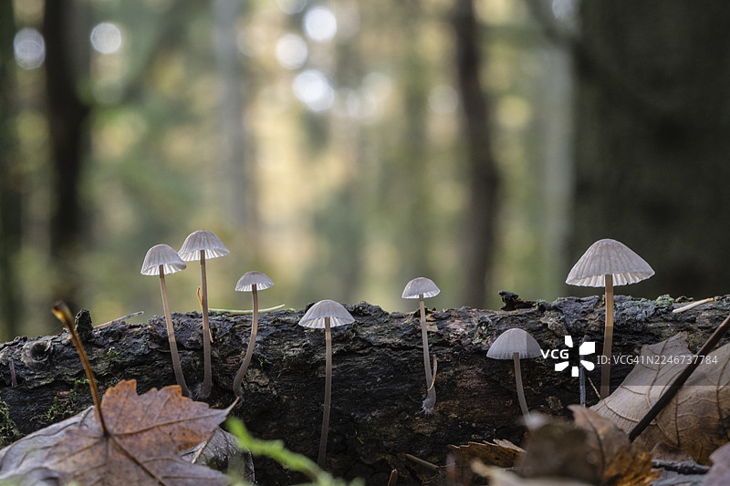 头盔菌（Mycena），埃姆斯兰，下萨克森，德国图片素材