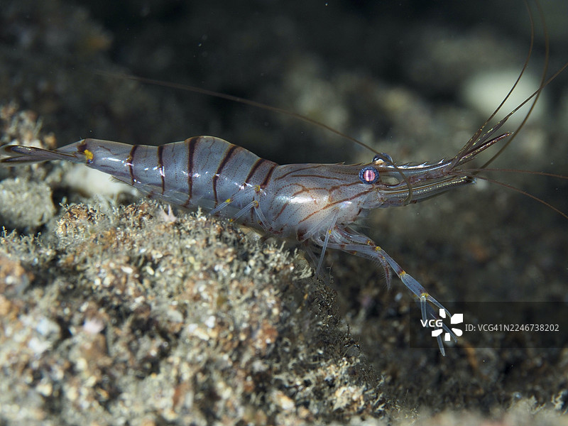 在法国蔚蓝海岸普罗旺斯耶尔、吉昂半岛潜水点、波尔克罗尔岛地中海海底环境中,一只侧身的锯齿虾(Palaemon serratus)图片素材