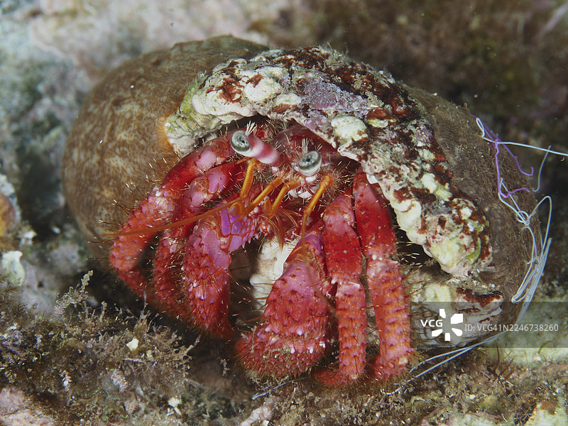地中海海葵(Dardanus calidus)在法国蔚蓝海岸普罗旺斯省耶尔市、吉昂半岛潜水点、波尔克罗勒岛附近的海底,寄居在一枚海螺壳中图片素材
