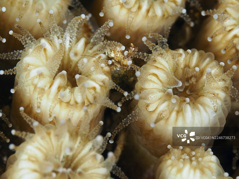 地中海附近近景拍摄的草坪珊瑚(Cladocora caespitosa),其形态类似花朵,呈米色,位于法国普罗旺斯蔚蓝海岸耶尔附近,吉恩半岛,波尔凯罗勒潜水点。图片素材