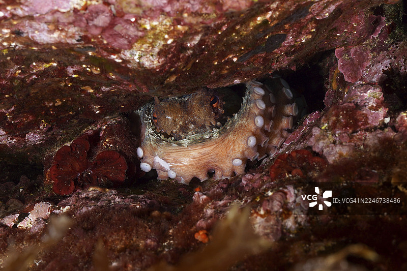 章鱼,普通章鱼(Octopus vulgaris)的触手清晰可见,藏匿在地中海的岩石间,地点靠近法国普罗旺斯蔚蓝海岸耶尔市的吉恩半岛潜水点、波尔凯罗勒岛。图片素材