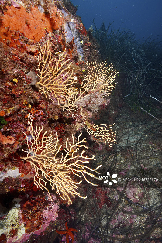 法国蔚蓝海岸普罗旺斯耶尔附近吉昂半岛的波克罗尔潜水点,地中海的海底岩石上,纤细的黄扇形珊瑚(Eunicella cavolinii)伸展开来。图片素材