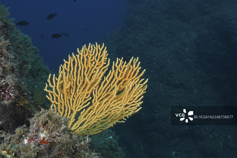 黄扇珊瑚，黄海扇 (Eunicella cavolinii)，在地中海靠近耶尔、吉恩半岛潜水点、波尔克罗尔、蔚蓝海岸、法国的深蓝色背景下拍摄的。图片素材