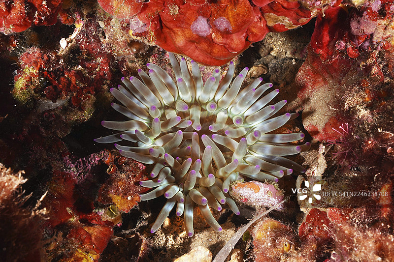 法国蔚蓝海岸省吉安半岛普罗旺斯波尔凯罗勒海域,海葵(Cribrinopsis crassa)在水中展开触手图片素材