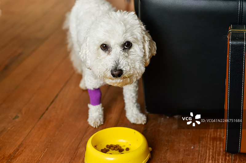 一只可爱的白色贵宾犬混种犬，一只腿缠着绷带，站在木地板上的食盆旁，抬头望着。图片素材