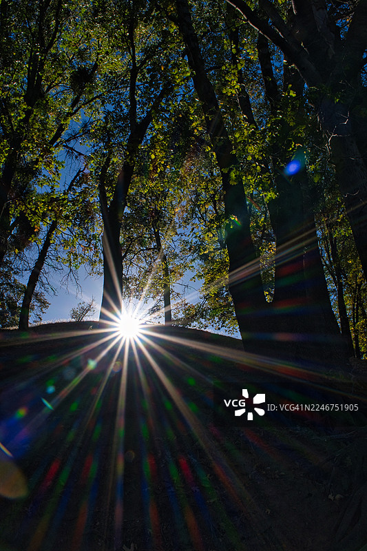 阳光穿透茂密的绿色森林树木，制造出充满活力的镜头光晕效果，爱尔兰德罗赫达图片素材