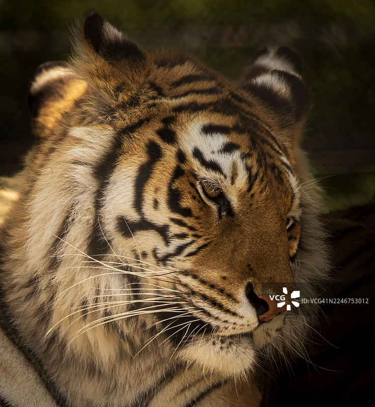 特写镜头：一只老虎闭着眼睛休息，展示其皮毛和条纹图片素材