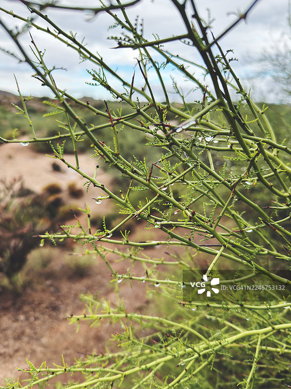 模糊的自然背景下，充满活力的绿色沙漠植物枝条特写，上面挂着水滴图片素材