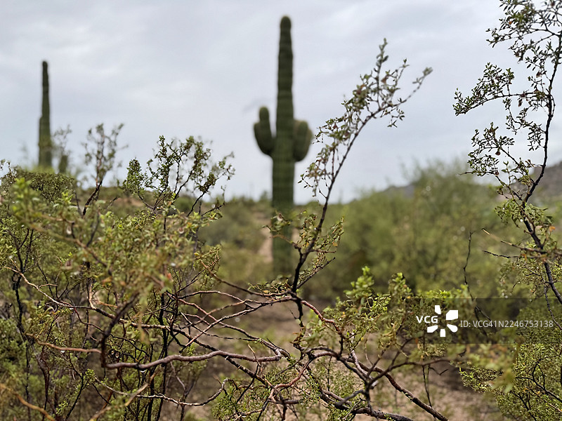 阴天下的绿意盎然的沙漠植物与巨人柱仙人掌，美国斯科茨代尔，乔治·多克·卡瓦列雷公园图片素材