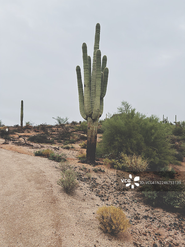 阴天下的干旱沙漠景观中高耸的雄伟巨人柱仙人掌，美国斯科茨代尔，乔治·多克·卡瓦列里公园图片素材