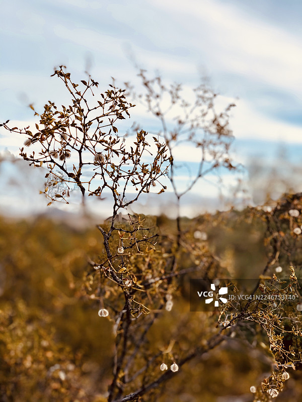 柔和的蓝天下，精致的沙漠灌木枝条特写，上面开着细小的白色花朵图片素材