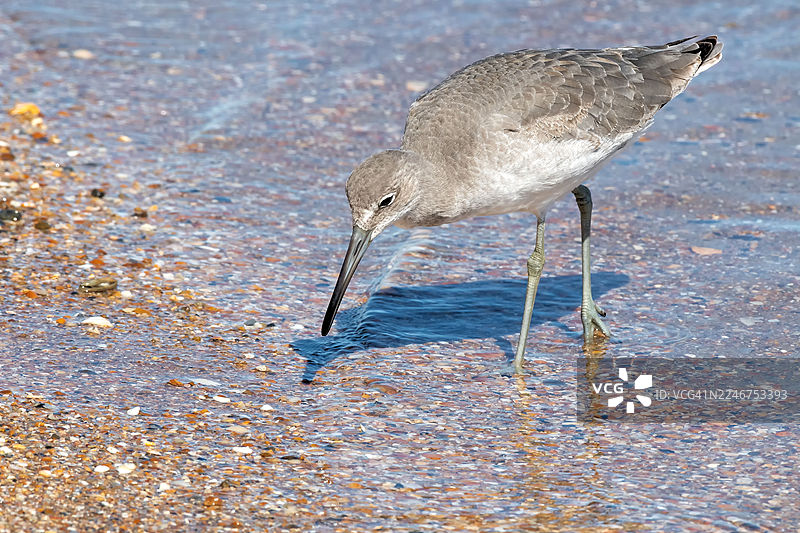一只长嘴鸻在鹅卵石海滩的浅水中觅食的特写图片素材