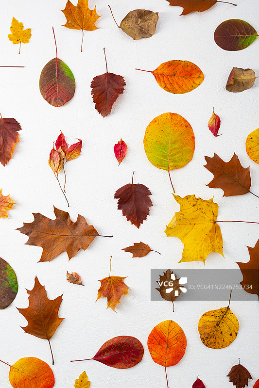 白色背景上散落的充满活力的秋叶，高角度视角图片素材