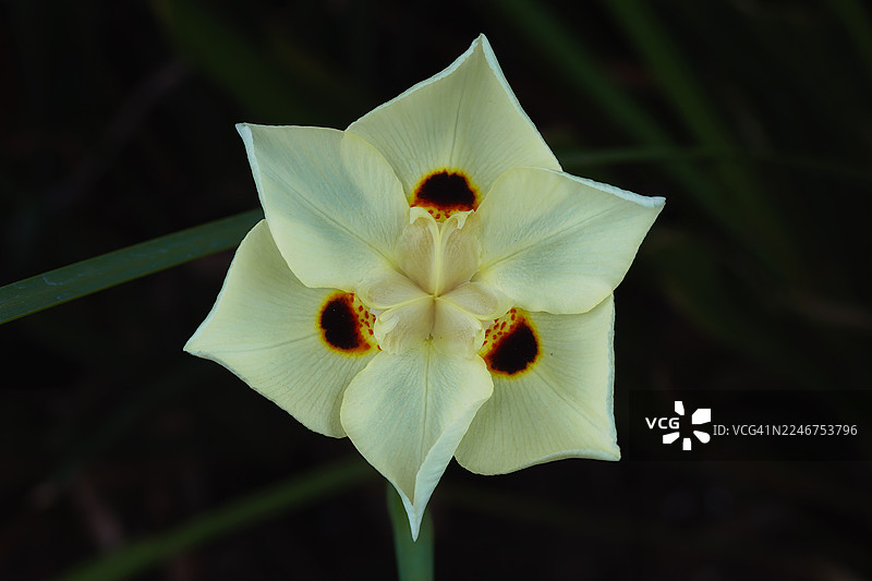 一株带有深色斑纹的精致白色开花植物的特写，展示了其精美的花瓣和自然之美图片素材