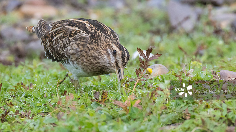 长嘴鹬在长满露珠的绿草中觅食的特写图片素材