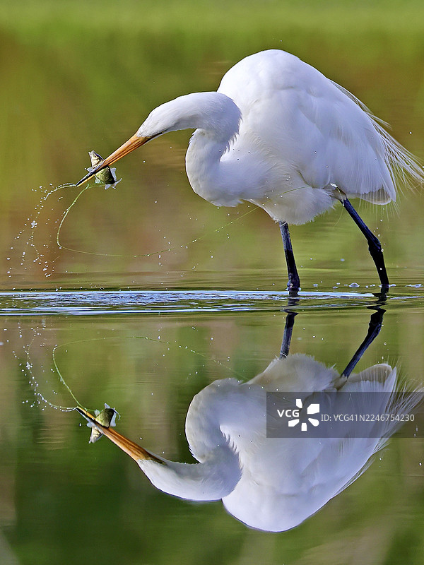 白鹭嘴里叼着鱼，倒映在平静的水面上图片素材