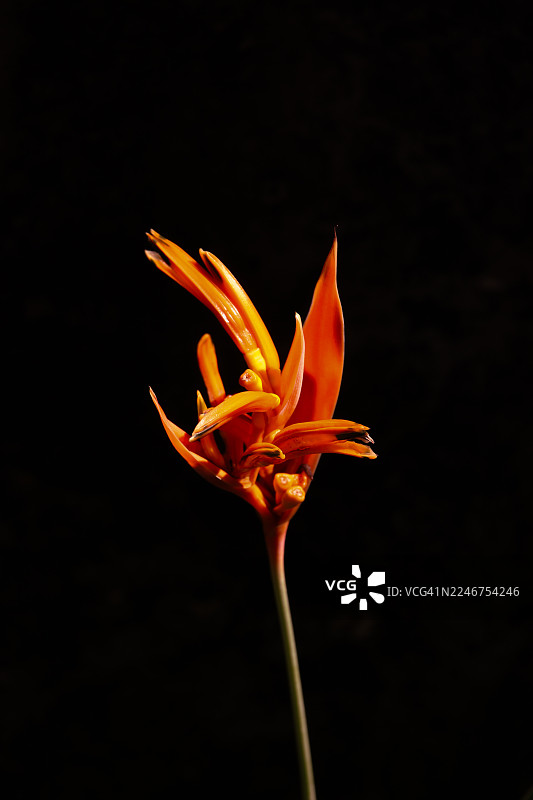 深色背景下鲜艳的橙色赫利孔花图片素材