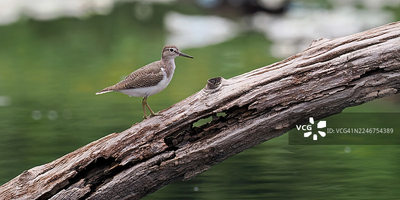 特写：一只斑鹬在水上风化的树干上栖息图片素材