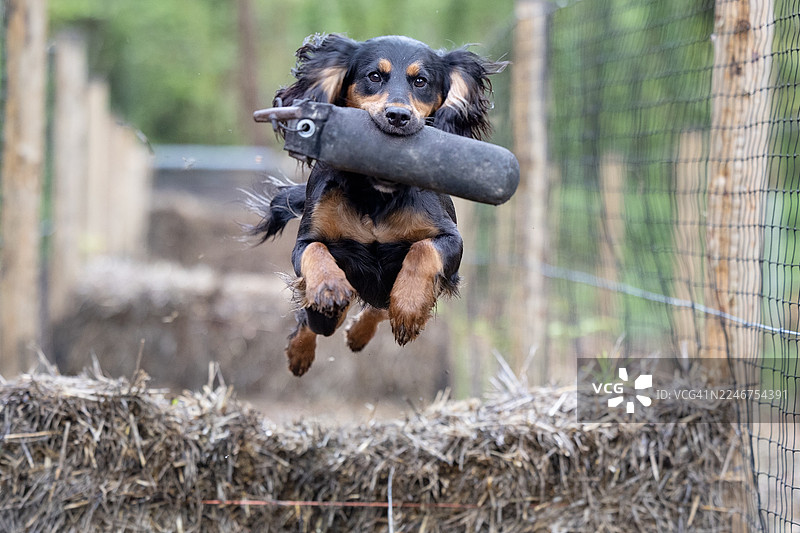 精力充沛的狗狗嘴里叼着一个假人玩具，跳过干草垛图片素材